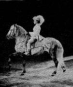 An Equestrienne